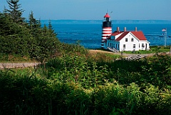 Wildflowers in Front of West Quoddy Head Light in Maine